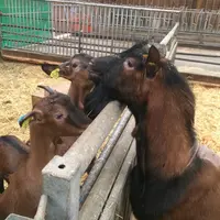 Les boucs actifs étaient séparés des chevrettes par une barrière. © M. Chasles/Inra