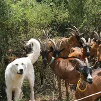 LE RÉSEAU CHIENS DE PROTECTION prévoit aussi des  formations pour les guides de  montagnes ou les  accompagnateurs de groupe pour savoir comment gérer
