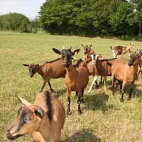 La sécheresse  va impacter la production de lait dès la fin de l'année et la campagne 2019 également. © D. Hardy