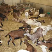 Il faut compter environ 200 euros pour une chèvre dans le cadre d'une reprise, 300 euros pour une chevrette pleine et 40 euros pour une chevrette de h