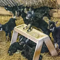 La pépinière permet d’acquérir rapidement des animaux de bonne qualité génétique et sanitaire.  © Ferme Vieux Chêne