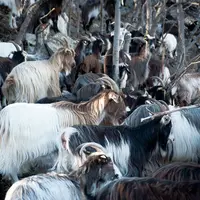Certaines chèvres pyrénéennes présentent une ceinture blanche due à un défaut de développement des mélanocytes, un caractère codé par un gène spécifiq