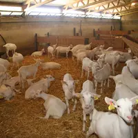 Des lots homogènes en fonction de l’âge et du gabarit des animaux permettent une alimentation adaptée au stade physiologique des jeunes. © D. Hardy