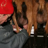 Le Caev se manifeste notamment par une inflammation des articulations et de la mamelle © D. Hardy