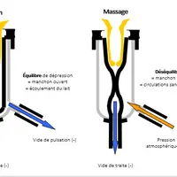Le fonctionnement de la pulsation. © Idele