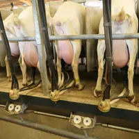 Des mamelles équilibrées et homogènes dans le troupeau français pourrait contribuer à limiter le niveau cellulaire. © D. Hardy