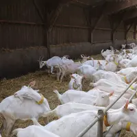 Après être revenu en conventionnel, les chèvres ne sont plus sorties le temps de faire baisser la pression parasitaire. © B. Morel