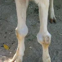 Le Caev se traduit par des arthrites aux genoux qui peuvent affecter la locomotion des animaux. © DR
