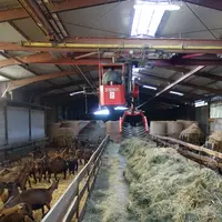 Au Gaec du Pech Cabri, l’angle droit de la chèverie ne pose pas de souci pour la griffe. © J. Jost/Idele