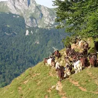 Au pays des brebis laitières, le chèvre n'est pas le cœur de métier des laiteries mais des collectes locales se sont organisées.   © D. Hardy