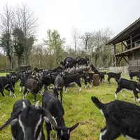 La pépinière permet à un nouvel éleveur de se fournir en chevrettes provenant toutes du même élevage, avec la même qualité sanitaire. © A. Buchet