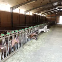 Les chèvres sont majoritairement à l’intérieur lors du pic de lactation et sont taries au mois de juin.  © I. Heeren