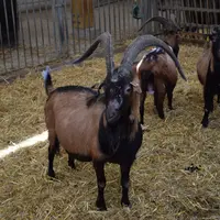 Les boucs de l’Inra de Nouzilly ont bénéficié de 16 heures d’éclairage et 8 heures de sombres pendant deux mois et demi pour être rendus sexuellement