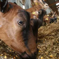 Les chèvres sont réputées pour trier leur nourriture. Cela leur permettrait de préserver l'état de leur dentition.  © D. Hardy