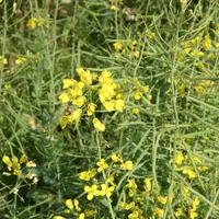 Les intercultures présentent un intérêt agronomique (couverture et structuration du sol) et un intérêt zootechnique avec un apport complémentaire de f