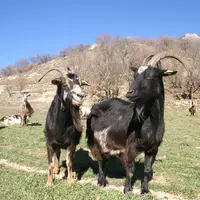 Deux tiers des 360 Provençales contrôlées ont produit entre 209 et 533 kilos de lait.  © D. Hardy