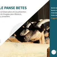 Les Panse bêtes se déclinent en version caprine, ovine ou bovine. © Itab