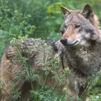 La population de loups a dépassé les 500 individus à la sortie de l'hiver, soit quatre ans plus tôt que les pronostics du gouvernement. © J. Linnell