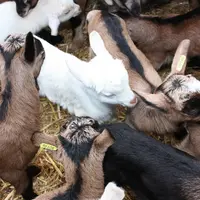 La traçabilité des chevreaux de moins de 12 mois avec une seule marque auriculaire non électronique a fait ses preuves. © D. Hardy