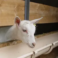 Des chercheurs espagnols ont inoculé des chevreaux avec du liquide ruminal. © D. Hardy