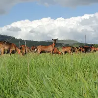 L'alternance pâturage-fauche ou caprin-bovin permet de limiter les risques parasitaires. © I. Heeren