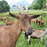 Les éleveurs bios ont moins souvent des Saanen et davantage d’Alpine, de Poitevine ou de croisés. © D. Hardy