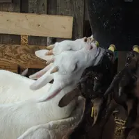 Il existe plusieurs possibilités pour distribuer un lait sanitairement sûr aux chevreaux : lait en poudre, thermisé ou acidifié. © I. Heeren