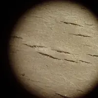 Des fissures et craquelures du caoutchouc sont visibles à la loupe binoculaire au-delà de 3 750 traites (grossissement x35). © Idele