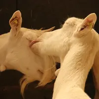 Pour les formes pour on, le léchage entre animaux a été identifié comme un facteur pouvant perturber l’homogénéité des doses reçues et les possibilité