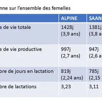 Les chèvres françaises au contrôle laitier vivent en moyenne moins de quatre ans. © Inra