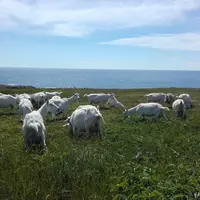 Les 40 chèvres donnent du lait pour les 6 000 habitants de l'archipel. © M. Devimeux