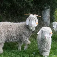 La sélection génétique permet des fibres plus fines, mais moins homogènes.  © D. Hardy