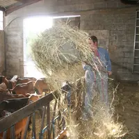 Près d'un agriculteur imposé au réel sur cinq déclare un revenu nul ou déficitaire. C'est plus d'un quart en production d’ovine, caprine ou équine...