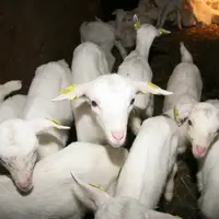 Le cahier des charges de Kwaligeit impose un taux de mortalité des chevreaux inférieur à 12,3 %. © D. Hardy