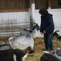 Les chèvres ne reçoivent presque plus de concentrés (sauf des bouchons de luzerne en hiver). Le système alimentaire repose sur le pâturage. © B. Morel