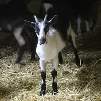 La pépinière de chèvres des Savoie permet aux éleveurs et futurs installés de se fournir en animaux de qualité génétique supérieure répondant parfaite