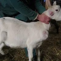 La tête, épaules, flancs, cuisses et la mamelle peuvent être touchés par les abcès à microcoque de Morel. © X. Pouquet