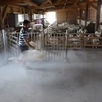 Avant d’utiliser des copeaux, les éleveurs utilisaient une poudre asséchante à base de kaolin. © D. Hardy