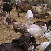 En cette période d'après mises bas, les chèvreries sont pleines, il est primordial de libérer de la place en écartant les chèvres moins productives ou