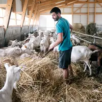 L'élevage caprin est potentiellement source de pollution mais il permet aussi de stocker du carbone, nourrir la population et entretenir la biodiversi