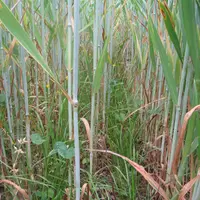 En Vendée, la prairie est déjà présente fin mai sous le méteil. © S. Guibert