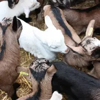 Les abattoirs ont continué à collecter les chevreaux pendant le confinement tout en sachant qu'ils ne parviendraient pas à les valoriser correctement.