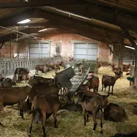 Avec 90 000 litres de lait produits par an, la Ferme de Pracoutel ne produit presque pas assez de picodons pour répondre à la demande.  © B. Morel