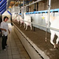 L'ordre d'arrivée des chèvres est généralement similaire de traite en traite. © D. Hardy