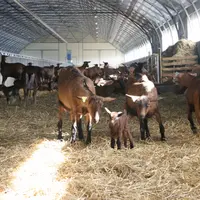 La qualité du lait se joue en amont de la fromagerie, sur la litière ou dans la prairie. © D. Hardy