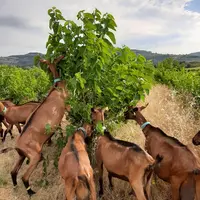 Avec le pâturage des mûriers, les chèvres peuvent exprimer leur comportement naturel pour la cueillette. © C. Boyer