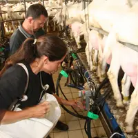 Les absences liées au Covid-19 pourraient  perturber les contrôles laitiers et nuire à l'indexation génétique des chèvres. © D. Hardy