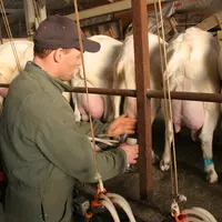Choisir de garder ses chèvres longtemps en lactation permet de mieux s’organiser avec moins de naissances et de chevreaux. © D. Hardy
