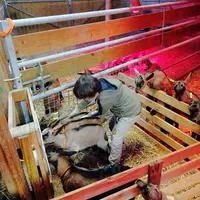 Une fois sorties des cases d'apprentissage, les petites chevrettes ont un accès privilégié à la louve avant d'être confrontées aux plus âgées. © DR