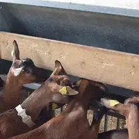 La distribution à volonté au nourrisseur permet de gagner en temps de travail en optimisant l'astreinte alimentaire. © C. Boyer